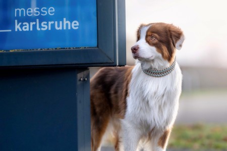 Hund auf dem Messegelände neben einem Banner