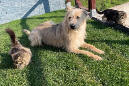 Zwei Katzen und ein Hund liegen im Garten in der Sonne. 