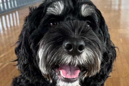 Samy, ein Cockapoo-Lagotto-Mix, mit schwarzer Fellfarbe lächelt in die Kamera