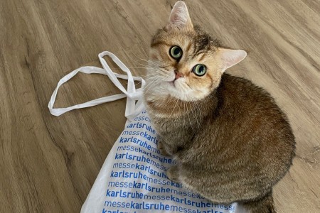 Eine Katze sitzt auf einer Stofftasche und blickt in die Kamera