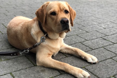 Ein Hund mit hellem Fell liegt auf dem Boden und blickt Richtung Kamera