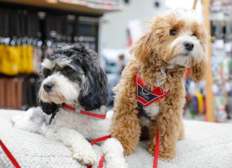 Mit den Messe Dogs Wilma und Lotta im Gespräch