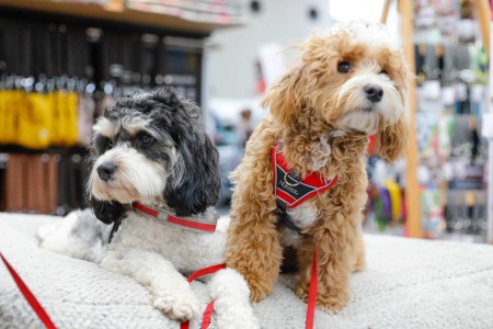 Zwei Hunde, Wilma und Lotta, testen Hundebetten auf der TIERisch gut.